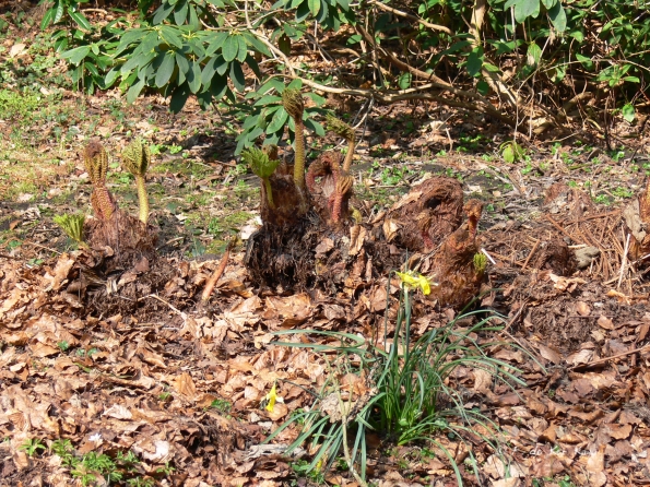 Bois des Moutiers (86) mars 2012